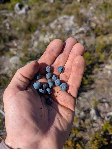 I must of ate 3-pints worth of these this trip.