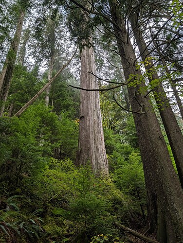 Old growth.