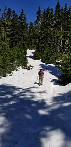 The cat track- very visible in the forest.