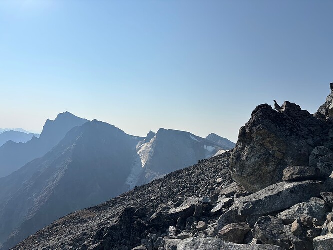 Some pheasant posing