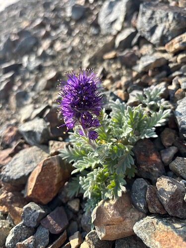 A beautiful Phacelia