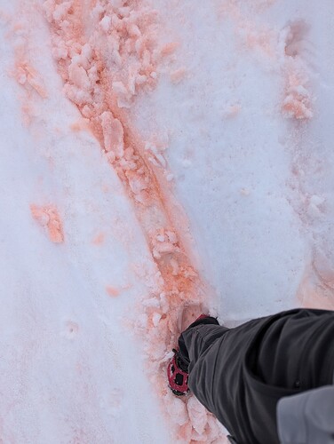 Really vibrant watermelon snow I was dredging up boot-skiing down