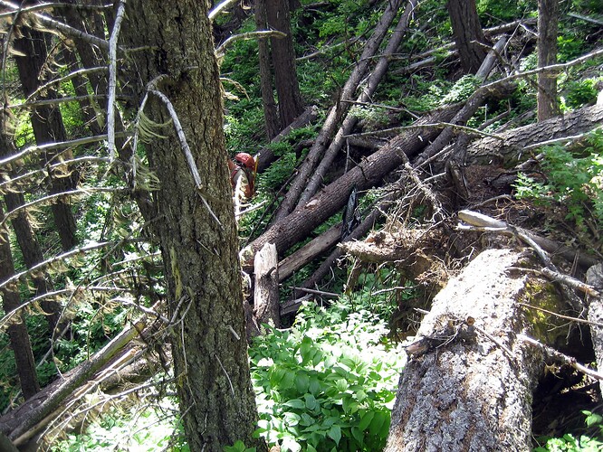 9482-Forest
