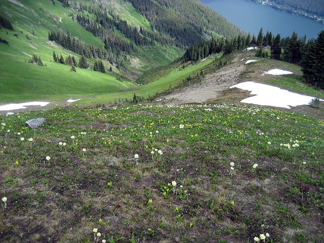 9475-Meadow