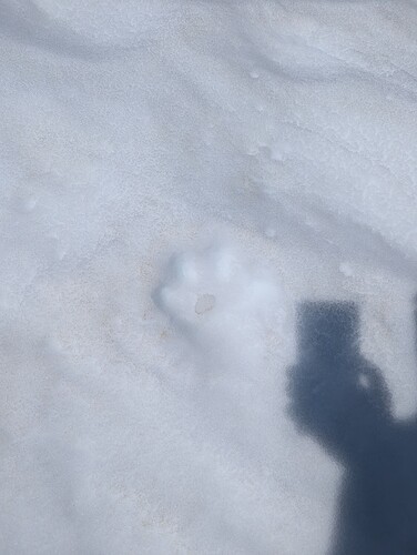 Cougar?