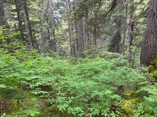 Sopping wet and slick brush most of the way down