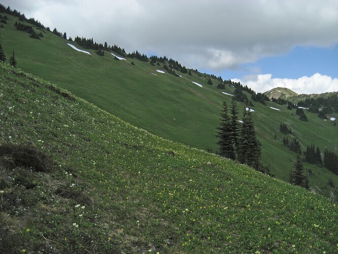 9479-Meadow