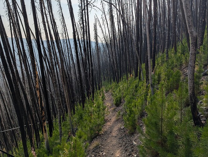 Oddly beautiful burnt and regrowing forest on the way out.