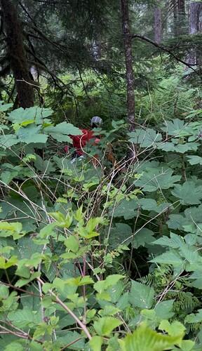 Bushy near Gold Creek