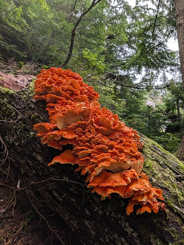 Largest Chicken of the Woods we'd ever seen
