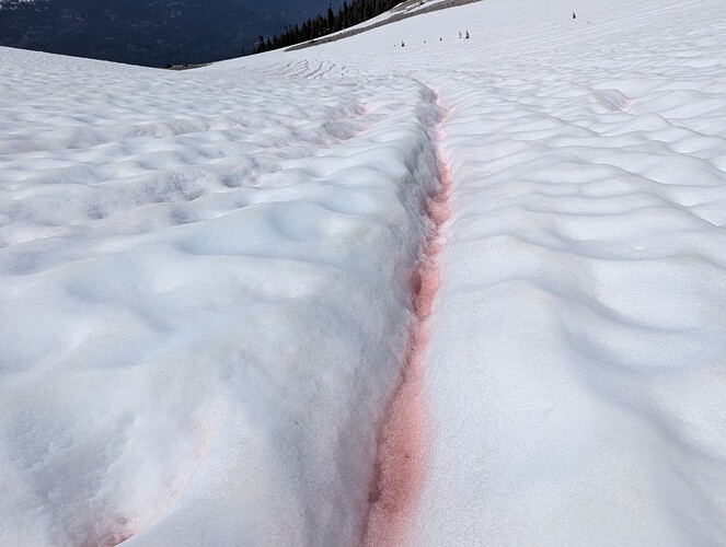 Interesting watermelon runnels in the snow