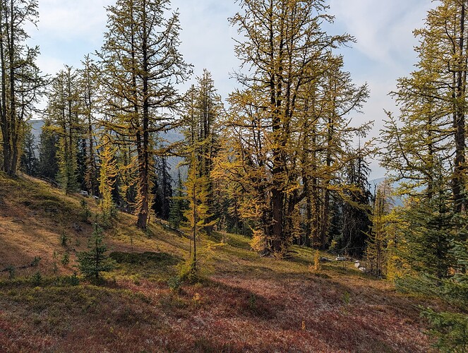 Larches!