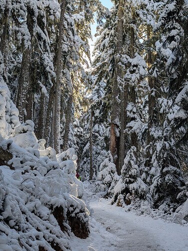 Forest around 7 km on the trail in the morning (1400-ish meters?)